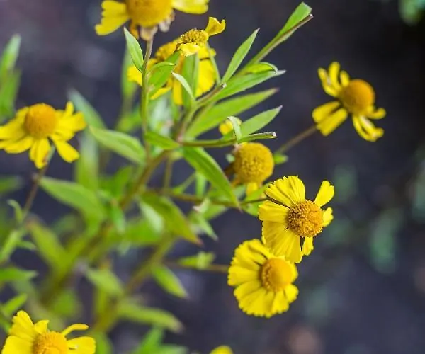 Ort Lemkenhafen Seeblick Apartment