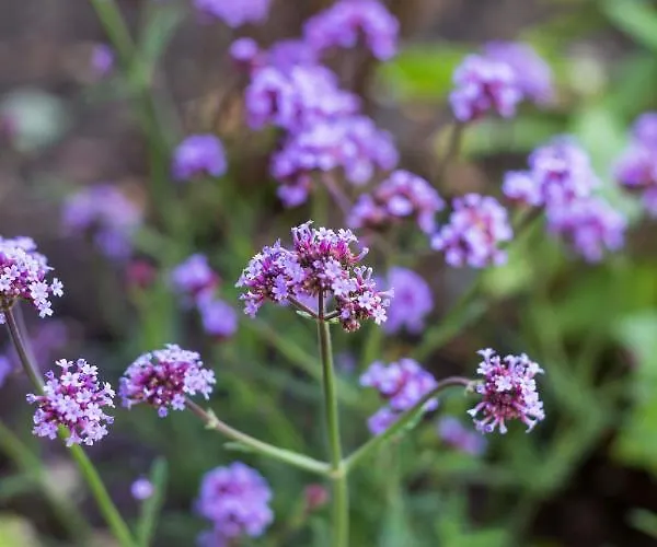 Ort Lemkenhafen Seeblick